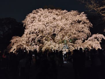 六義園に投稿された画像（2025/3/26）