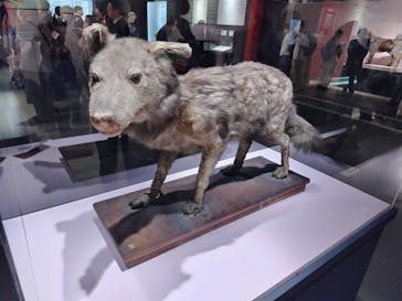 特別展「古代DNA－日本人のきた道」（国立科学博物館）に投稿された画像（2025/3/26）