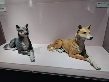 特別展「古代DNA－日本人のきた道」（国立科学博物館）に投稿された画像（2025/3/26）