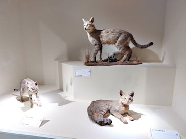 特別展「古代DNA－日本人のきた道」（国立科学博物館）に投稿された画像（2025/3/26）