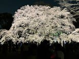 六義園に投稿された画像（2025/3/26）