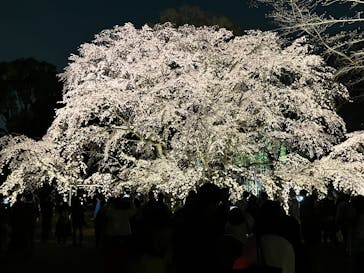 六義園に投稿された画像（2025/3/26）