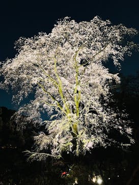 六義園に投稿された画像（2025/3/26）