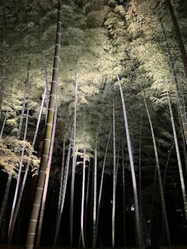 六義園に投稿された画像（2025/3/26）