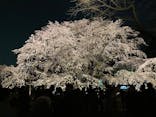 六義園に投稿された画像（2025/3/26）
