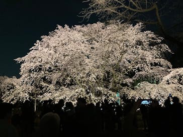 六義園に投稿された画像（2025/3/26）