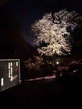 六義園に投稿された画像（2025/3/26）