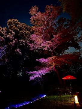 六義園に投稿された画像（2025/3/26）