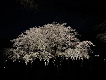 六義園に投稿された画像（2025/3/26）