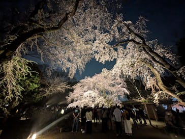 六義園に投稿された画像（2025/3/26）