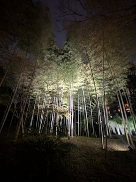 六義園に投稿された画像（2025/3/26）