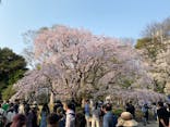 六義園に投稿された画像（2025/3/26）