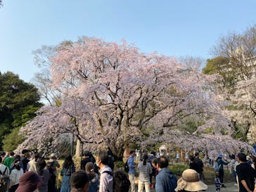 六義園に投稿された画像（2025/3/26）