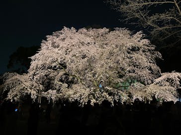 六義園に投稿された画像（2025/3/26）