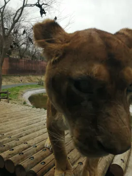 多摩動物公園に投稿された画像（2025/3/26）