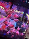 UWS AQUARIUM GA☆KYOに投稿された画像（2025/3/26）