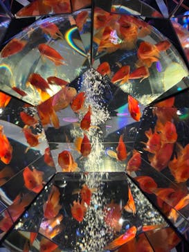 UWS AQUARIUM GA☆KYOに投稿された画像（2025/3/26）