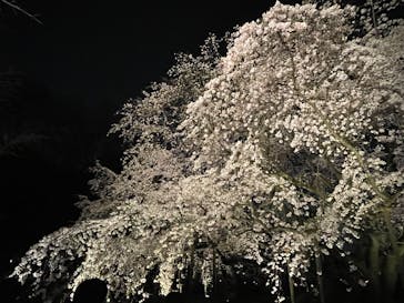 六義園に投稿された画像（2025/3/26）