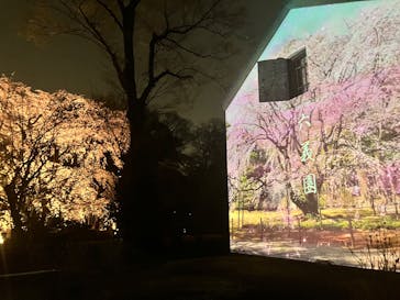 六義園に投稿された画像（2025/3/26）