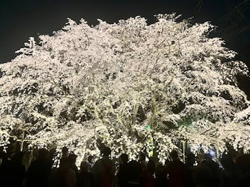 六義園に投稿された画像（2025/3/26）
