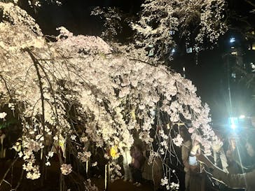 六義園に投稿された画像（2025/3/26）