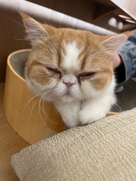 Cat Café MOFF 枚方モール店に投稿された画像（2025/3/26）