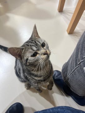 Cat Café MOFF 枚方モール店に投稿された画像（2025/3/26）