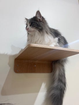 Cat Café MOFF 枚方モール店に投稿された画像（2025/3/26）