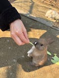 しろとり動物園に投稿された画像（2025/3/27）