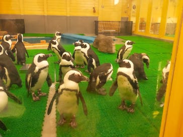 名古屋港水族館に投稿された画像（2025/3/26）