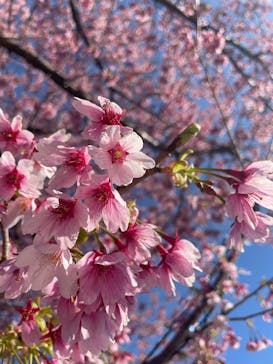 伊豆ぐらんぱる公園に投稿された画像（2025/3/26）