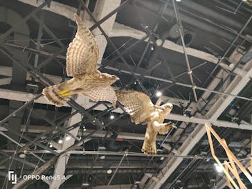 特別展「鳥～ゲノム解析が解き明かす新しい鳥類の系統～」に投稿された画像（2025/3/26）