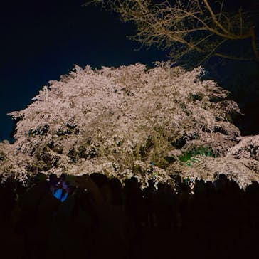 六義園に投稿された画像（2025/3/26）