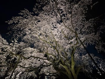 六義園に投稿された画像（2025/3/26）