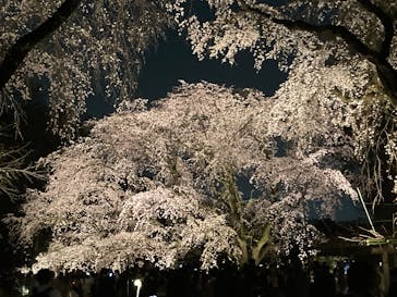 六義園に投稿された画像（2025/3/26）