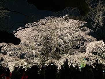 六義園に投稿された画像（2025/3/26）