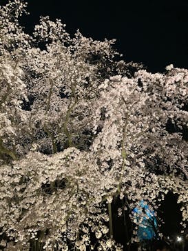 六義園に投稿された画像（2025/3/26）