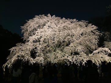 六義園に投稿された画像（2025/3/26）