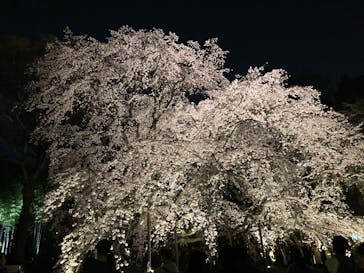 六義園に投稿された画像（2025/3/26）