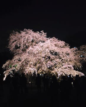 六義園に投稿された画像（2025/3/26）