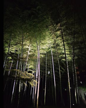 六義園に投稿された画像（2025/3/26）