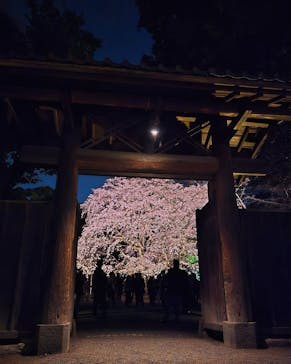 六義園に投稿された画像（2025/3/26）