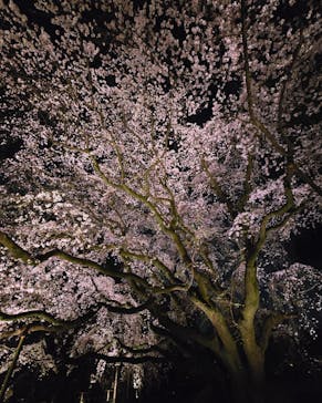 六義園に投稿された画像（2025/3/26）