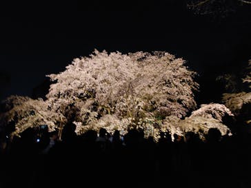 六義園に投稿された画像（2025/3/27）