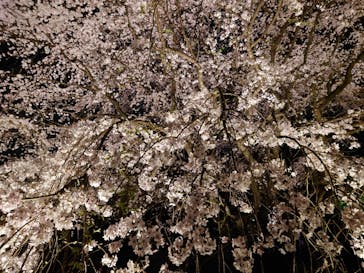 六義園に投稿された画像（2025/3/27）