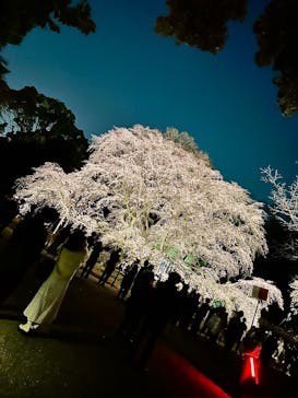 六義園に投稿された画像（2025/3/27）