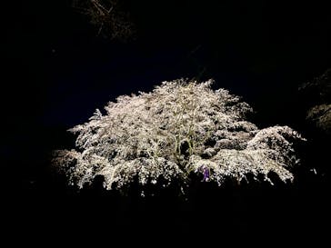 六義園に投稿された画像（2025/3/27）