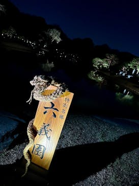 六義園に投稿された画像（2025/3/27）