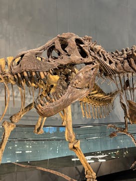 福井県立恐竜博物館に投稿された画像（2025/3/27）