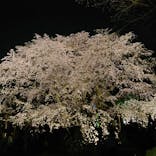 六義園に投稿された画像（2025/3/27）